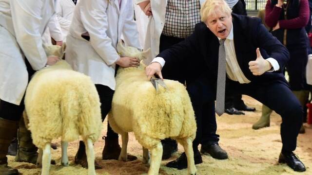 约翰逊边给羊屁股剪毛边凹造型