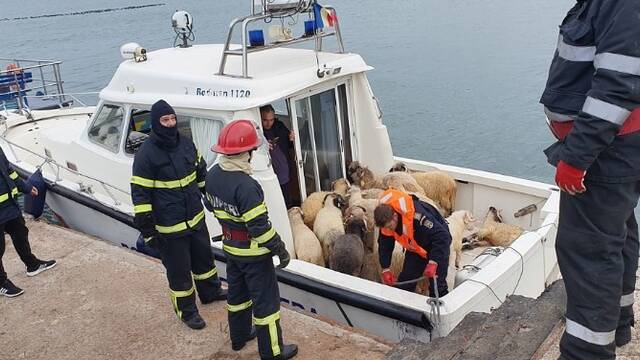 载有上万只绵羊的大型货轮翻覆 仅32只被救