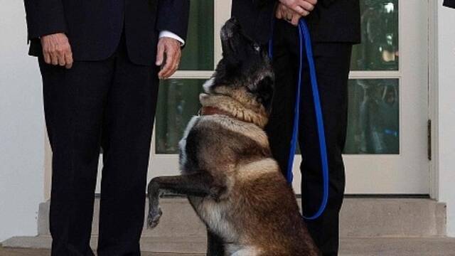 特朗普被“英雄狗”柯南无视