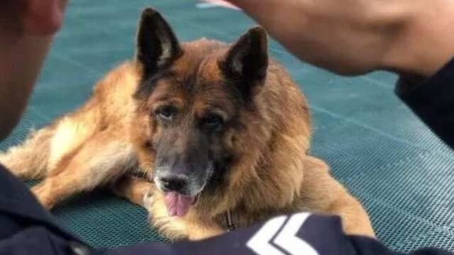这条缉毒犬去世前曾试图“自杀”
