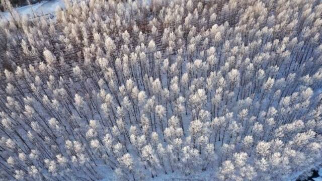 新疆博尔塔拉河谷现雾淞