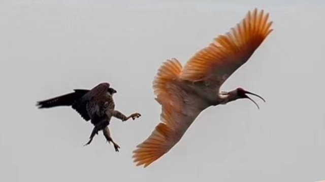 首次拍到国宝朱鹮被游隼“追杀击落”