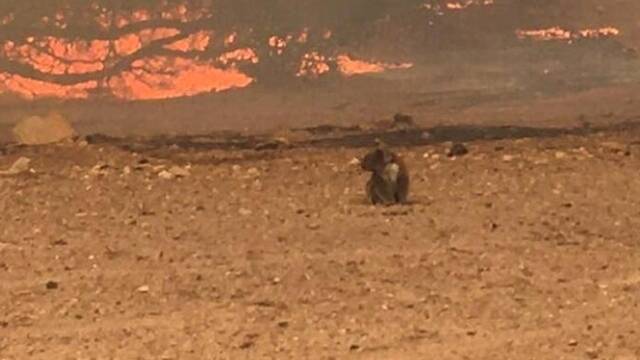 “炼狱”里 它们眼里刻满悲伤