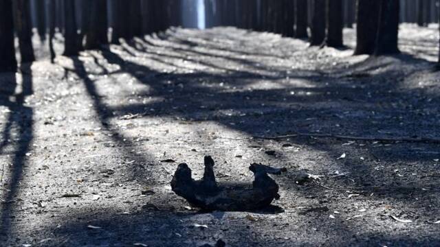 澳洲山火致数千人逃难 上亿动物死亡