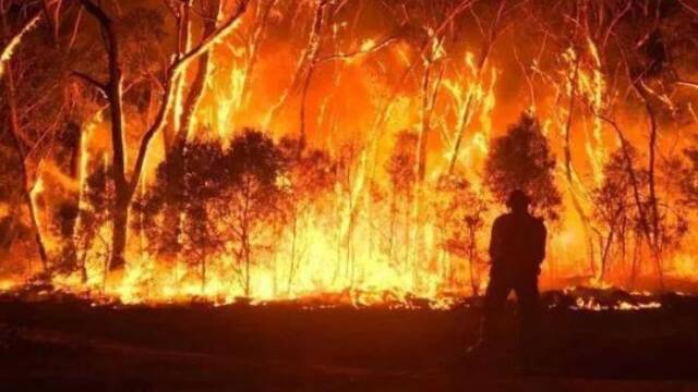 5亿只动物葬身火海 生灵涂炭的惨状让人心痛