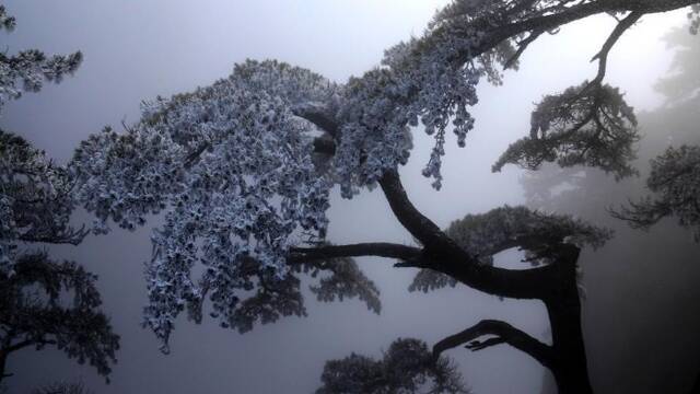 安徽黄山雨后现雾凇美景 