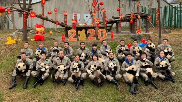 20只熊猫宝宝集体亮相拜大年