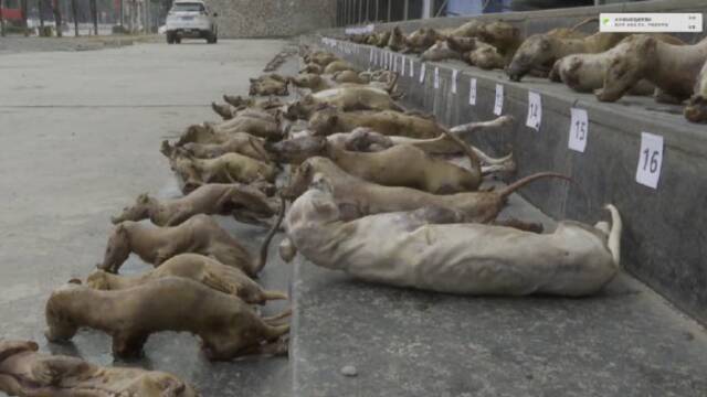 广西一非法经营野味窝点被查 现场触目惊心