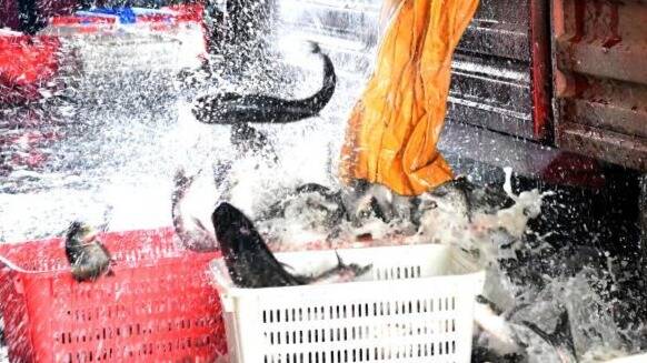 20万斤鱼运抵武汉现场