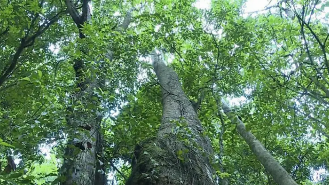 云南发现濒危植物滇桐野生居群 中国仅存10株