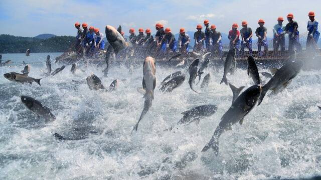 千岛湖泄洪后第一网捕鱼5万余斤