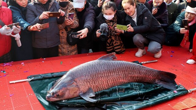 湖南常德“年鱼集” 120斤“鱼王”被拍卖后放生