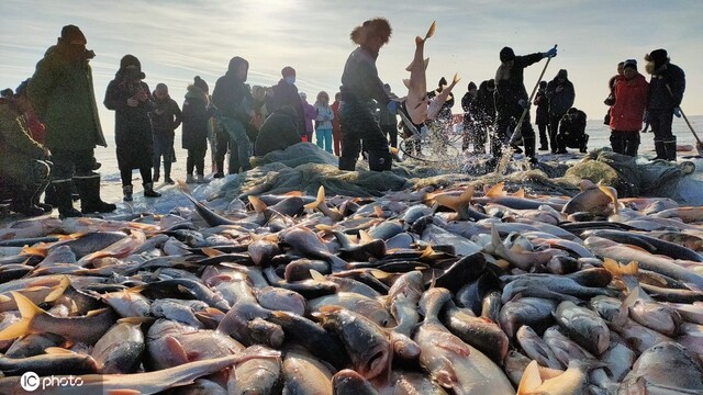 查干湖冬捕“冰湖腾鱼”盛景再现