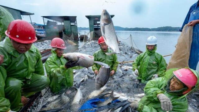 江西新余仙女湖：巨网秋捕丰收时刻