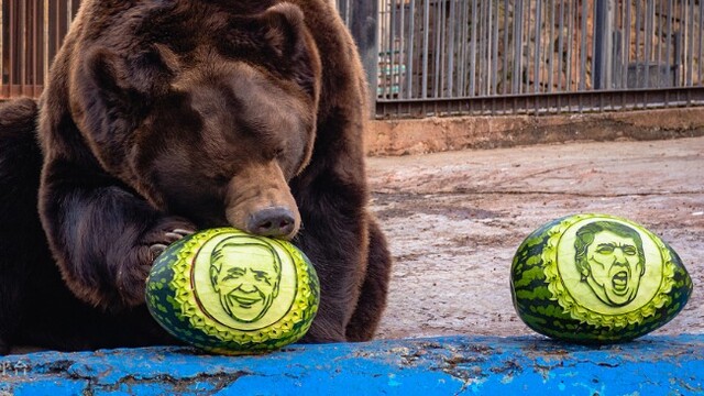 俄罗斯棕熊和老虎预测2020年美国大选结果