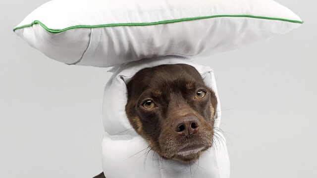 随时随地睡起来！美国设计师为狗狗打造专属时尚头盔