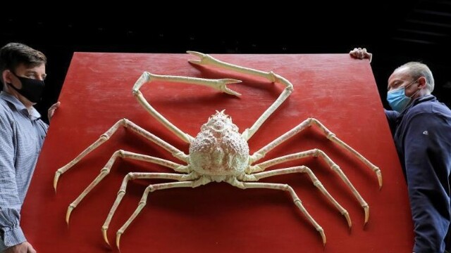 罕见巨型日本蜘蛛蟹将被拍卖