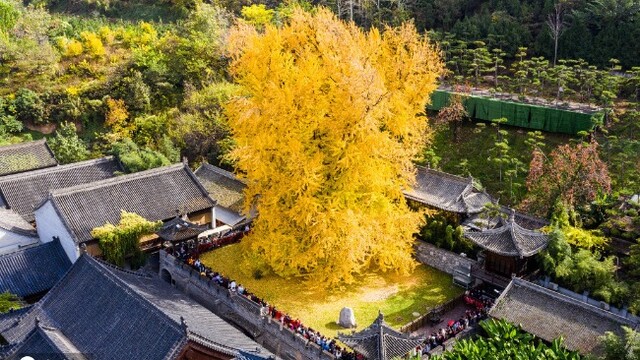 西安千年银杏进入最佳观赏期