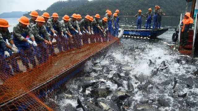 千岛湖上演巨网捕鱼 场面壮观