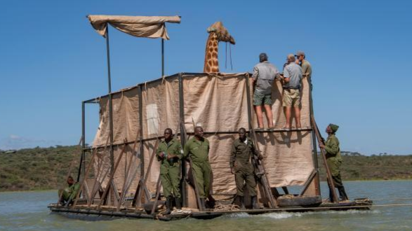 肯尼亚一头长颈鹿搭乘定制木舟逃离湖心岛