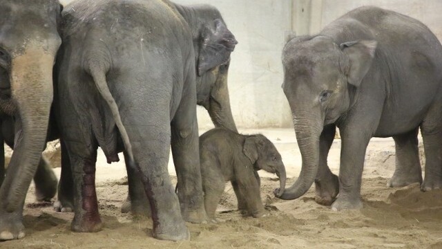 超萌亚洲象宝宝诞生