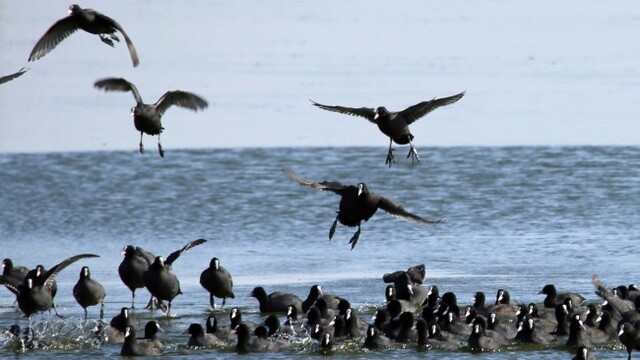 三有保护动物“白骨顶”嬉戏闹冬 成千上万黑压压一片