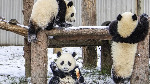 四川阿坝：卧龙神树坪基地迎来降雪 熊猫雪中玩耍
