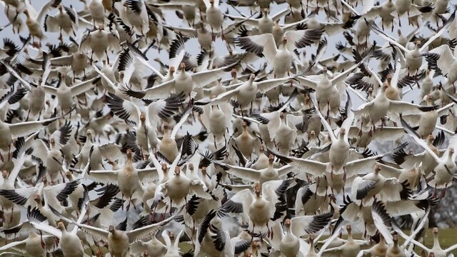 加拿大雪雁迁飞