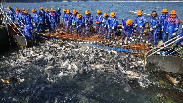 杭州千岛湖新年第一网有机鱼开捕