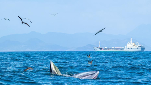 深圳大鹏新区海湾鲸鱼出没