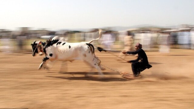惊险又刺激！巴基斯坦举行公牛奔跑赛