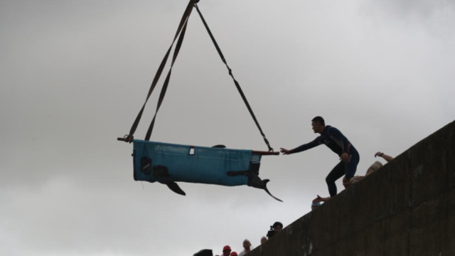 浙江台州搁浅12头瓜头鲸 直击救援现场