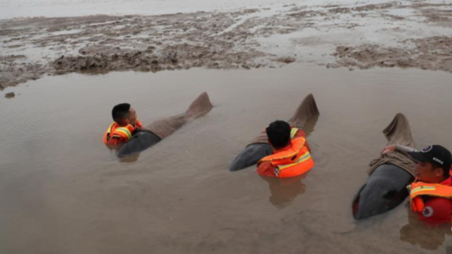 浙江台州搁浅12头瓜头鲸 直击救援现场
