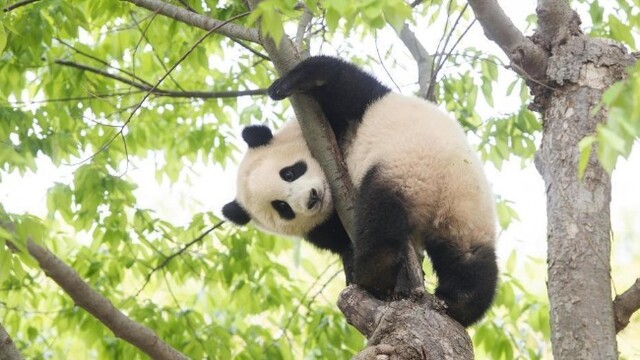 旅韩大熊猫“福宝”迎来生日周