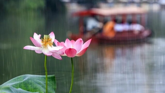 夏日赏荷地图：哪里的荷花最好看？