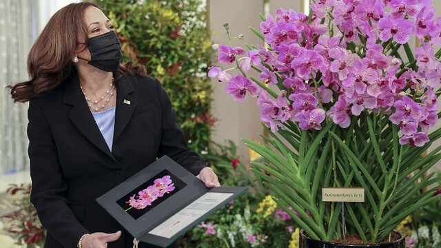 美国副总统哈里斯访问新加坡 获赠以她名字命名的兰花