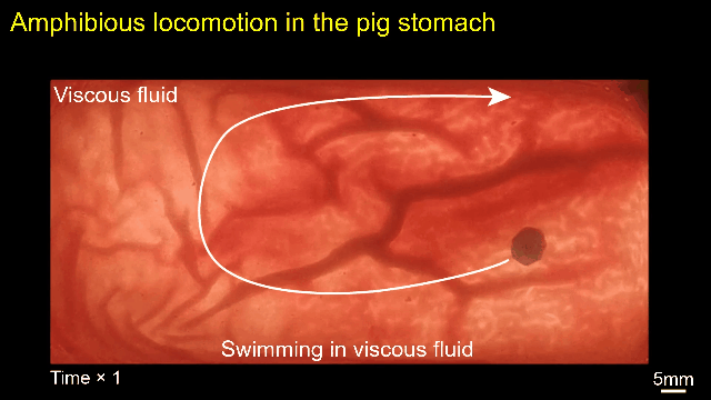 图｜在含有粘性液体的猪胃中运动