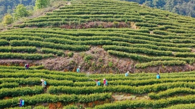 人勤春早 泰和茶园忙