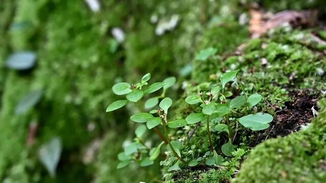 鹰潭再次发现新物种