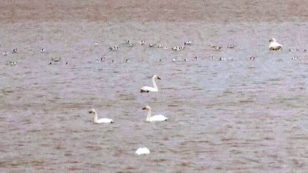 首批小天鹅抵达鄱阳湖湖口水域