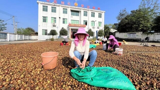 油茶丰收