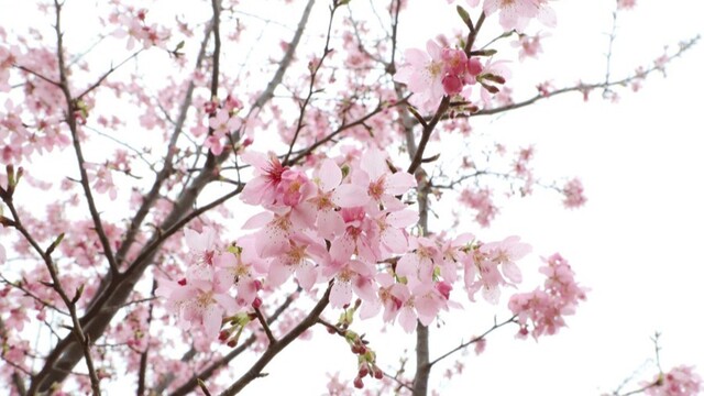 樱花盛开迎客来 村民增收促振兴