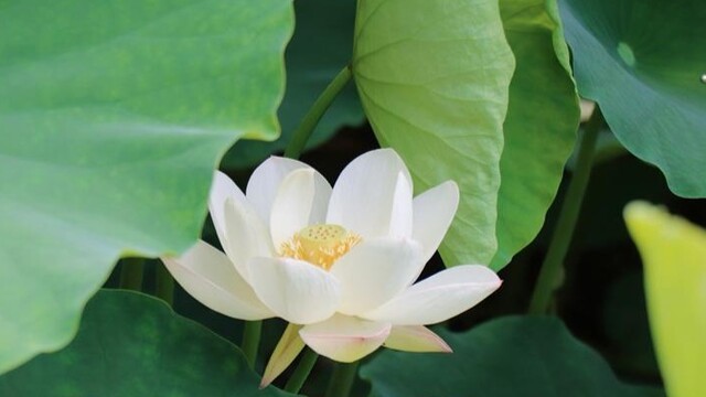 荷花盛开夏意浓