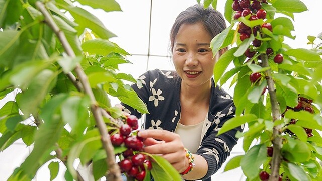 大棚樱桃红满枝　甜蜜采摘正当时