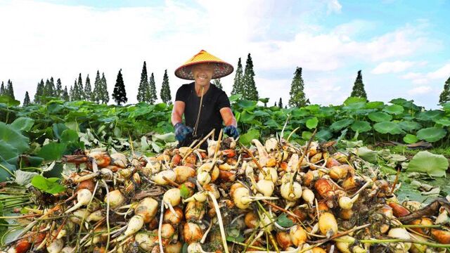 荷塘莲藕喜丰收