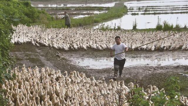 生态养鸭 增收富民