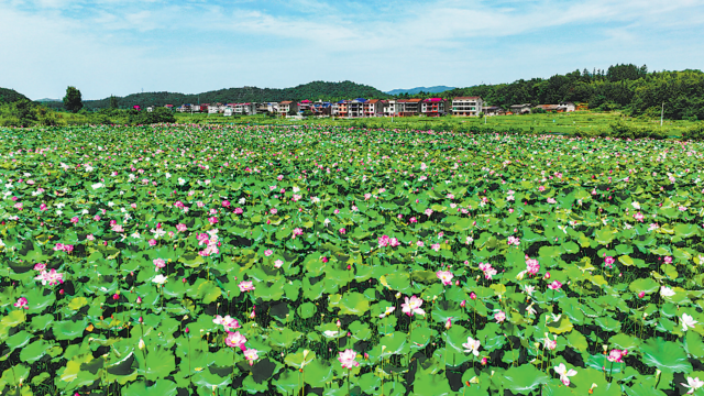 夏日荷花引客来