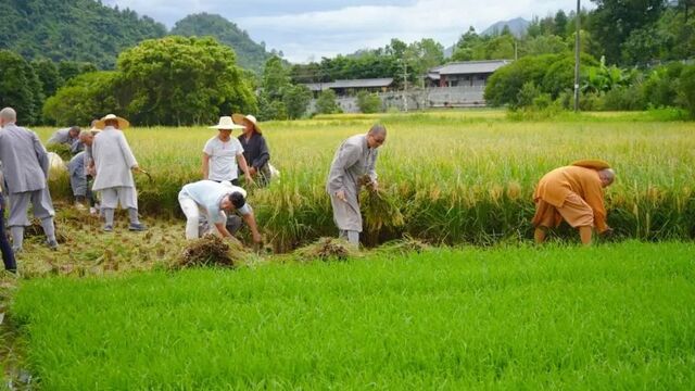 践行农禅家风！云门祖庭四众弟子出坡收稻