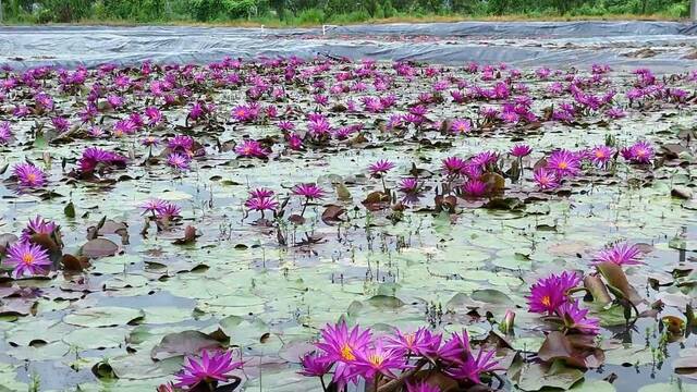 睡莲变成“幸福花”