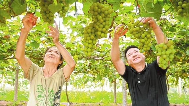 瓜果飘香